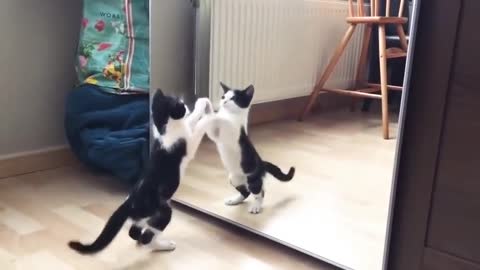 Funnyiest Cat And mirror Video Funny video