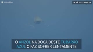 Tubarão azul é torturado de forma cruel nos Açores