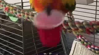 Funny Sun Conure Loves Playing With A Red Cup