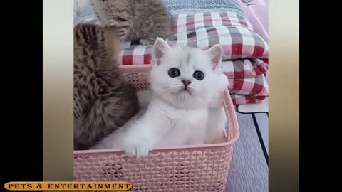 Short Funny Cat Video Laugh out loud with Pets & Entertainment Videos