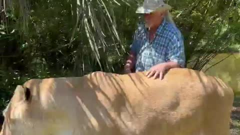 900 POUND (LIGER) largest animal in the cat species