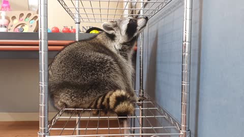 Raccoon is on the shelf and ready to play tricks on them.