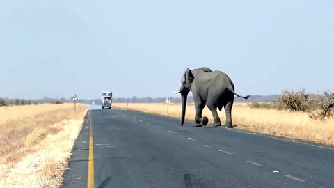 African Elephant Crossing The Road In Front Of A Big Truck