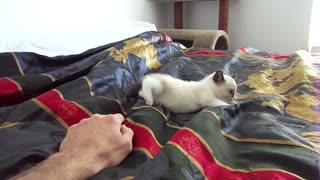 Snowshoe kitten attacks hand