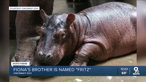 Cincinnati Zoo names new baby hippo Fritz