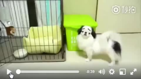 Cute Little Dog With Very Funny Face