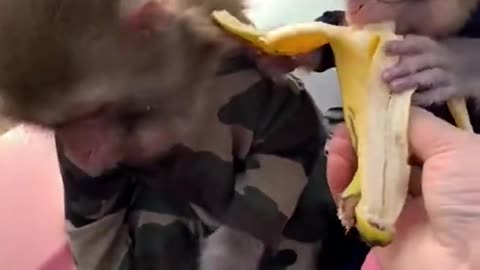 The cutest monkeys you have ever seen sharing a banana