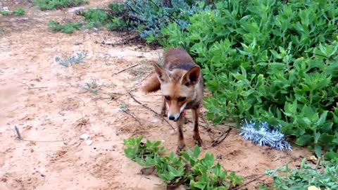 Mother fox leads human to her kits