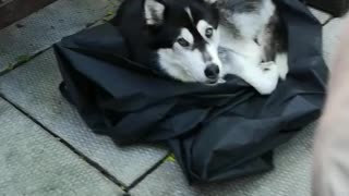 Husky finds her new bed - a BBQ cover