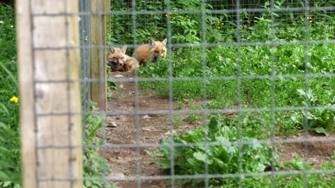 A Beautiful Red Fox Sleeping At A Wildlife Conservation