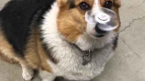 Corgi does spinner better than you