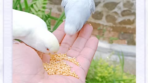 Feeding love birds