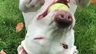 White dog laying on back on grass playing with tennis ball