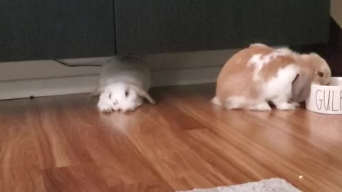 Yoga rabbit