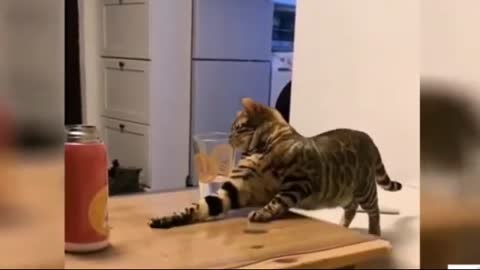 Cute Funny Cat Videos Must Watch!