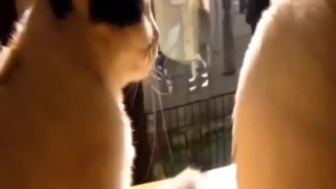 Funny and Cute Cat Videos #268