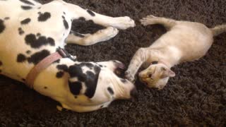 Cutest play fight ever between Dalmatian and kitten