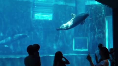 dolphin aquarium 🐬