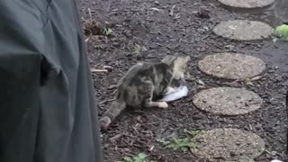 Meal Flies Right Into Kitties Mouth