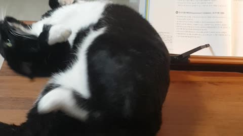cat disturbs reading