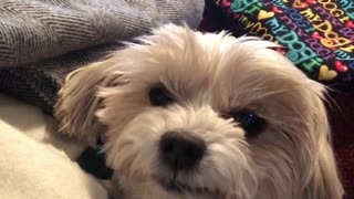 Puppy Gets Tooth Pulled At Dentist, Adorably Smiles For The Camera