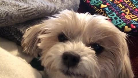 Puppy Gets Tooth Pulled At Dentist, Adorably Smiles For The Camera