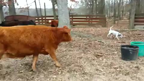 Deeohhgee learning to move cows