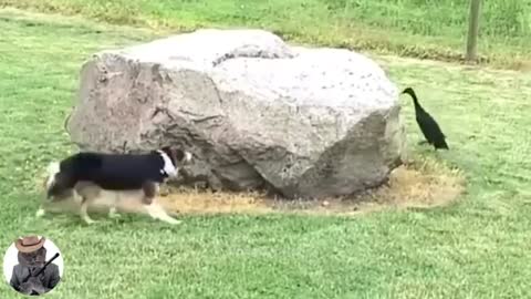watch funny reaction animals doing crazy things
