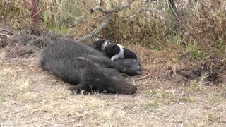 Wild hog feed her piglets in Florida wetlands