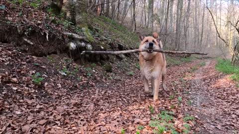 Dog running with a branch in his mouth