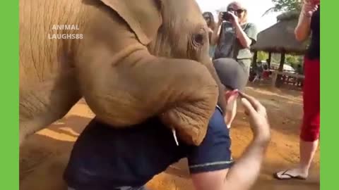 OMG! Adorable Baby Elephant Playing With Man!