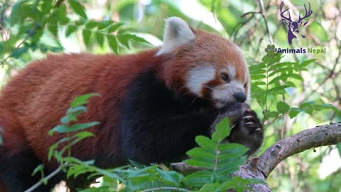 Rare Red panda eating grass| safe Red panda