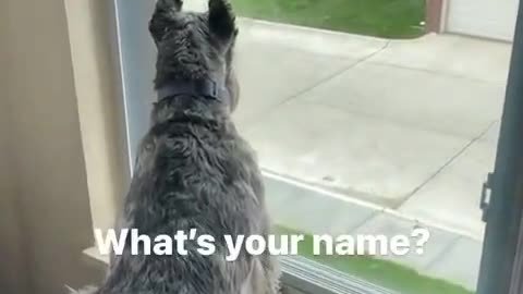 Hilarious Dogs communicating🤣🤣🤣🤣