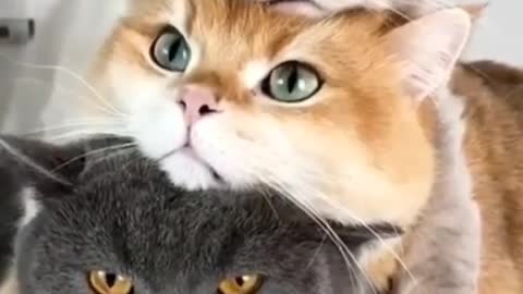 3 cat 😸❤️ funny video by animals