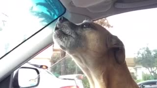 Brown dog howls in passenger seat of car