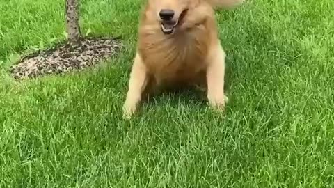 Cute Dog's caught in Camera🐕🐶🦮🐩