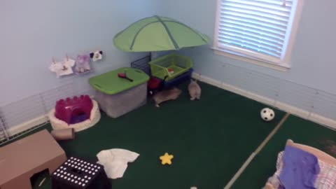 Pair of bunnies chase each other for treats