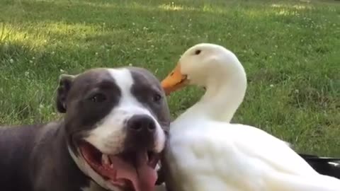 Duck is teasing a PITBULL