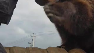 Bear Doesn't Care for Combing His Hair