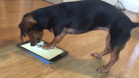 Dachshund is a clear expert at tablet game for dogs