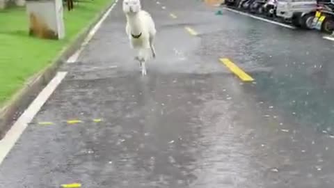 Funny Alpaka in the rain