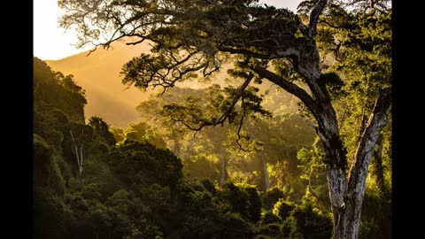 Forest Nature with Music