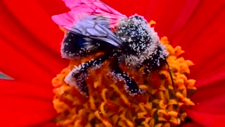 Bumble Bee Short