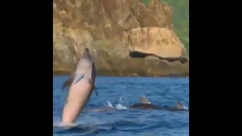 The dolphin 's enjoying