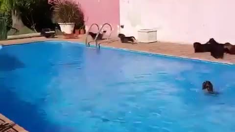 Pupper Pool Party