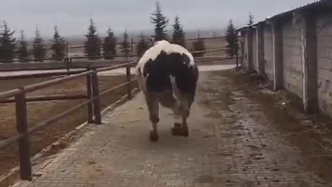 Strongest breed of bull