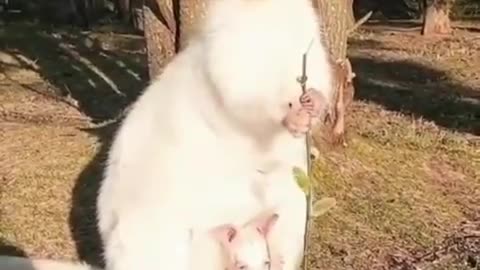 Soo Cute: A white Wallaby with baby