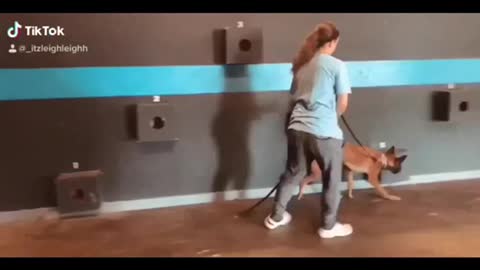 K-9 training every day