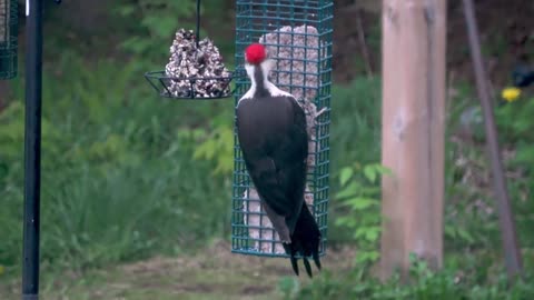 Gigantic woodpecker comes to drink at backyard pond