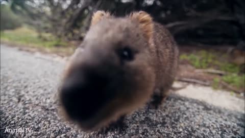 Quokkas and animals